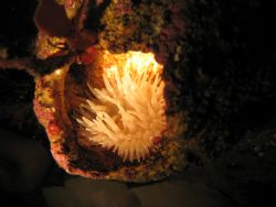 Anemone inside a giant barnacle shell, taken at Dodd Narr... by Miranda Devisser 